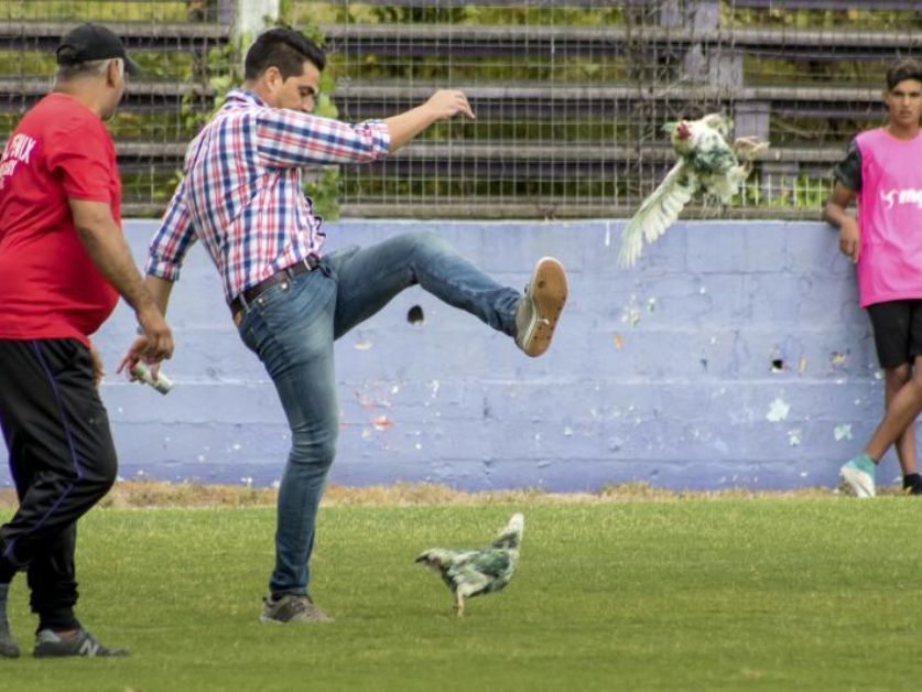 Club uruguayo en problemas por patear una gallina