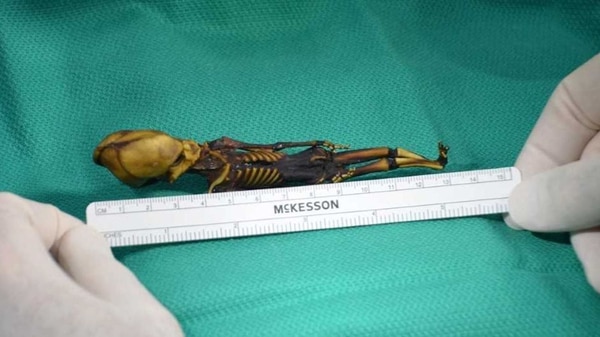 El esqueleto en miniatura descubierto hace 15 años en el desierto de Atacama. (Emery Smith/IIEE)
