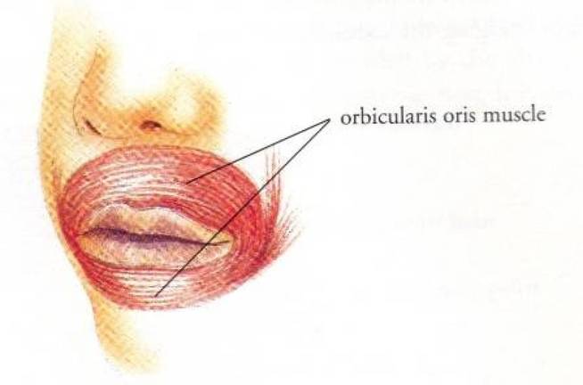 Músculo orbicularis oris