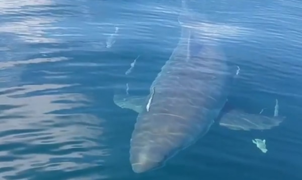 La especie también es conocida como “jaquetón blanco”