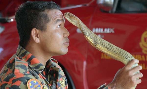 Abu Zarin Hussin junto a una cobra en marzo de 2017 (Getty Images)