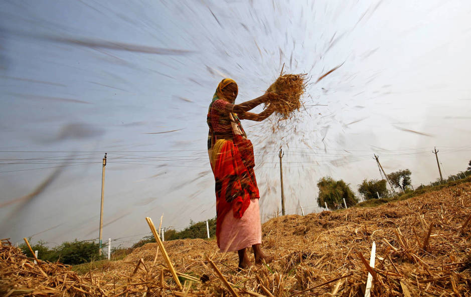 Una mujer aventa arroz en una campo en las afueras de Ahmedabad, India, el 10 de noviembre de 2017. (Reuters)