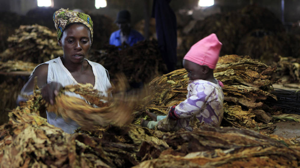 Foto: A woman sorts tobacco leaves at a farm ahead of the tobacco selling season in Harare