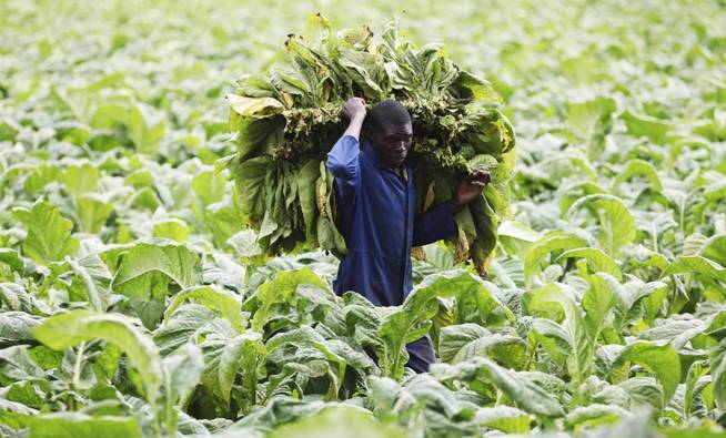 Un hombre trabajando en una plantación de tabaco en Zimbabue | Reuters