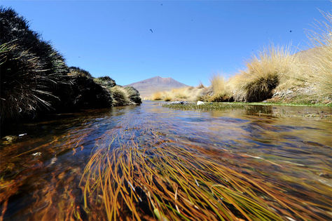 Una vista general de las aguas del Silala, en el departamento de Potosí.