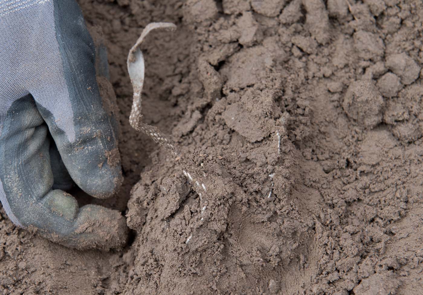 Hobby archaeologist Rene Schoen digs out a silver necklace in Schaprode, northern Germany on April 13, 2018. A 13-year-old boy and a hobby archaeologist have unearthed a "significant" trove in Germany which may have belonged to the legendary Danish king Harald Bluetooth who brought Christianity to Denmark. A dig covering 400 square metres (4,300 square feet) that finally started over the weekend by the regional archaeology service has since uncovered a trove believed linked to the Danish king who reigned from around 958 to 986. Braided necklaces, pearls, brooches, a Thor