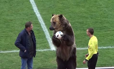 El oso pardo sostiene el balón. Foto: Captura YouTube 