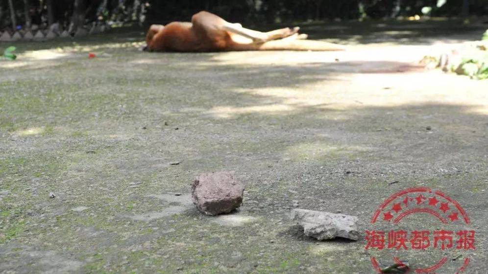 Foto: El canguro muerto en el zoo de China. (EC)