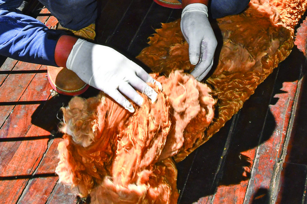Cinco mercados negros de El Alto trafican con fibra de vicuña