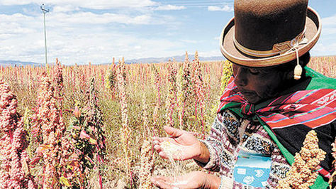 Producción. Uno de los campos de cultivo de quinua en Oruro. Archivo Richard Ilimuri.