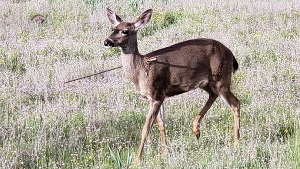 Las autoridades de Oregon acudieron a rescatar a los ciervos tras el llamado de advertencia de un lugareño. Al llegar, descubrieron que no era un animal, sino varios