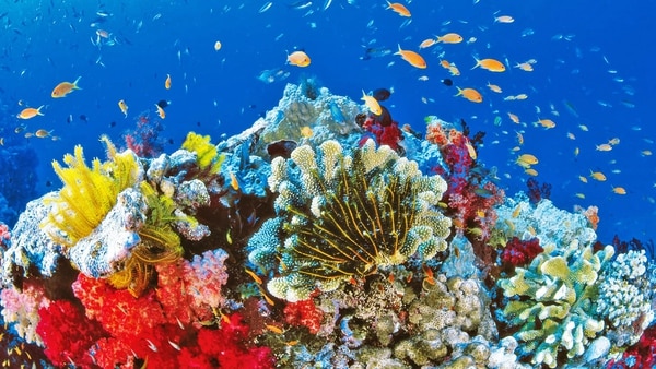 El blanqueamiento de la barrera coralina australiana se debe en parte al protector solar en el agua.
