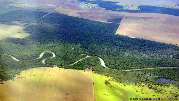 Brasilien Entwaldung des Urwaldes (picture-alliance/Demotix/K. Hoffmann)