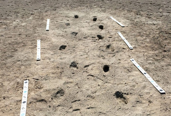 Restos de huellas humanas en White Sands National Monument (Matthew Bennett/Bournemouth University)