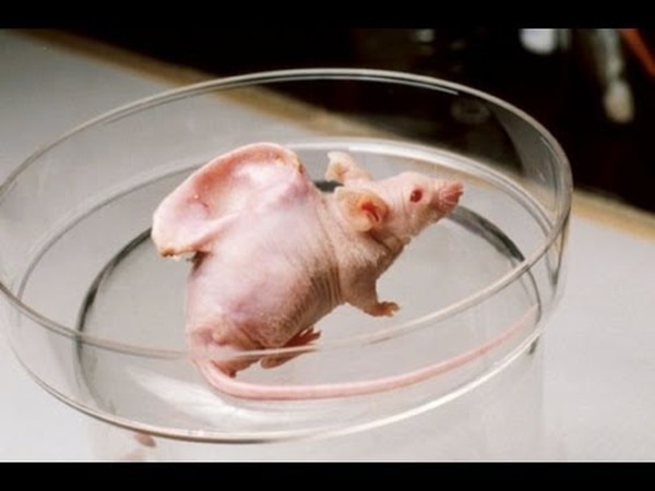 El ratón de Vacanti fue el primer experimento de cultivo de una oreja para humanos (Wikipedia)