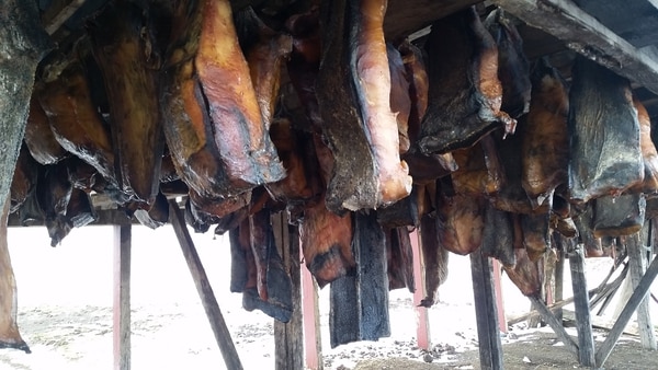 Los trozos de tiburón, tras varios meses colgados al viento helado, ya están casi listos para venderse a los supermercados