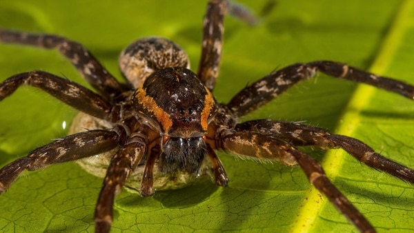 Una de las arañas se llama Dolomedes briangreenei, que lleva el nombre del científico y divulgador estadounidense Brian Green