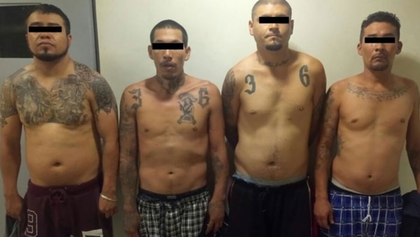 El Cártel de Sinaloa recurrió a las pandillas como “Los Mexicles” para enfrentar a sus enemigos en Ciudad Juárez.