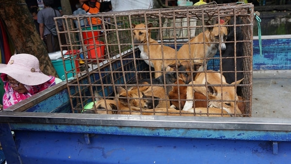 Perros en un mercado de Indonesia (AP)