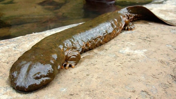 China tiene un programa para criar y liberar salamandras gigantes en la naturaleza pero, tras el estudio, se concluyó que en los pocos sitios donde se vieron salamandras no se pudo confirmar si eran salvajes o de cría