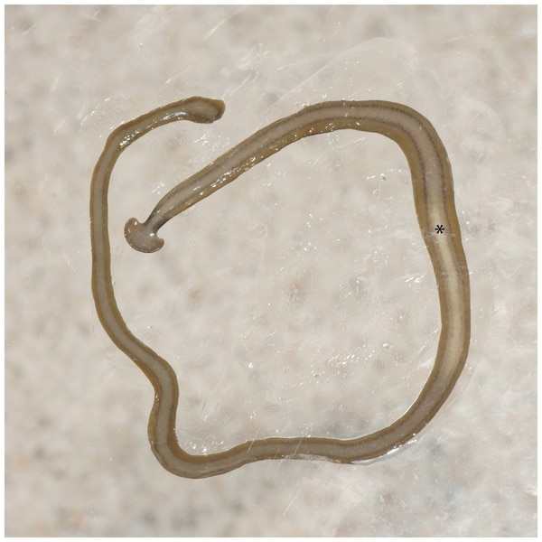 A diferencia de los gusanos comunes, el bipalium es largo y tiene cabeza chata. (Pierre Gros)