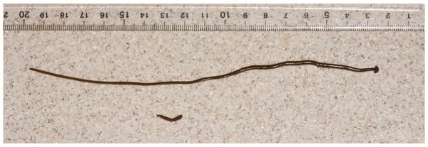 Al atacar a otras criaturas del suelo, el gusano martillo afecta los cultivos. (Pierre Gros CCBY 4.0)