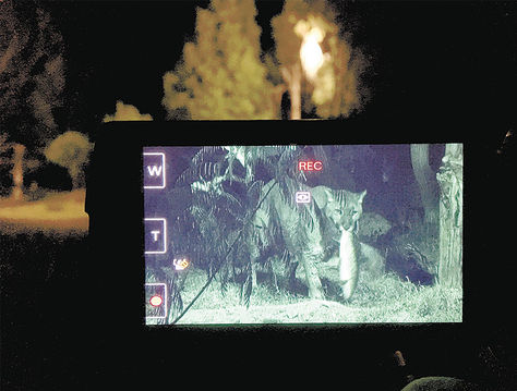 Caza. Un puma visto por una cámara, en versión anterior.