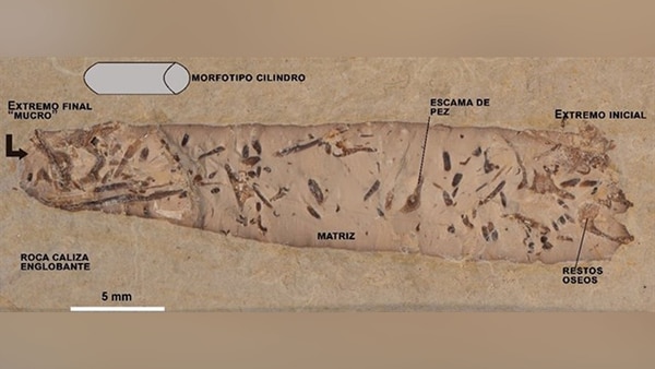 Las heces fosilizadas, denominadas coprolitos, proporcionan información única sobre la dieta y el comportamiento alimenticio de los animales extinguidos