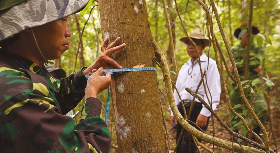 Investigadores del programa de evaluación nacional de los bosques de Vietnam miden el grosor de los árboles.