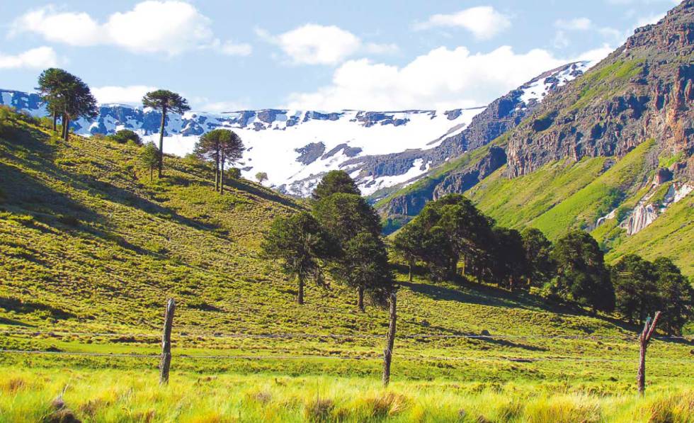Territorio de la tribu Pehuenche en los Andes chilenos.