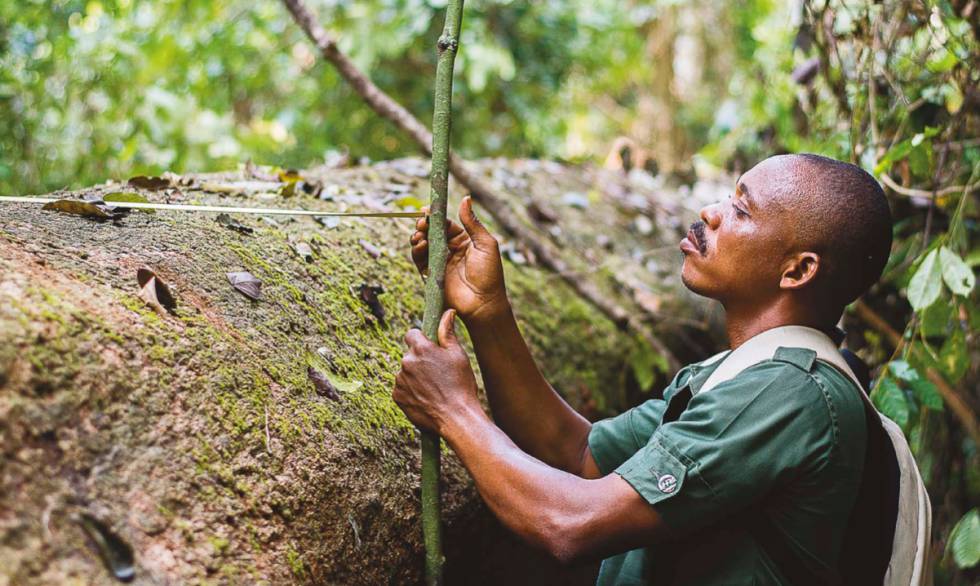 Un funcionario de la Comisión Forestal de Ghana trabaja en el sistema de seguimiento de la madera en Sefwi Wiawso.