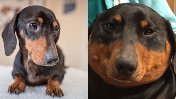 La increíble y repentina transformación de Trevor, el perro salchicha de una familia de Warrington, Inglaterra (Willows Veterinary Group)