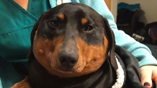 Trevor en su peor momento: cuando una herida en la tráquea casi termina con su vida (Willows Veterinary Group)