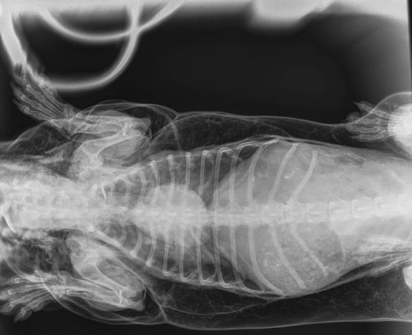La radiografía que muestra la herida en la tráquea de Trevor (Willows Veterinary Group)