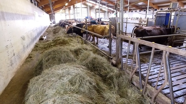 La ganadería produce más gases de efecto invernadero.