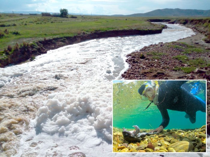 Las corrientes de agua de ríos que confluyen en el Titicaca arrastran material tóxico al lago que afecta de manera alarmante, ya poco a poco destruye su ecosistema y pone en serio riego a las especies que alberga.