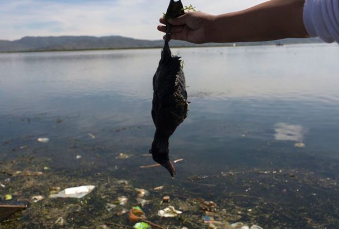 En la actualidad, su naturaleza es afectada por la contaminación y diferentes especies están al borde de la destrucción.