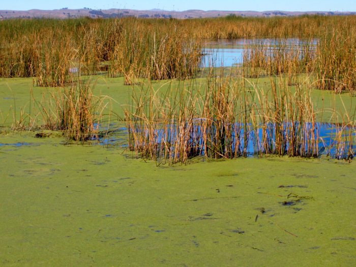 En la Bahía Cohana existe una alta eutrofización o proliferación de algas por los nutrientes de las descargas orgánicas.