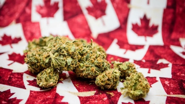 Desde hace algún tiempo desde el senado de Canadá se viene allanando el camino para la legalización de la marihuana y el uso recreativo de algunas drogas