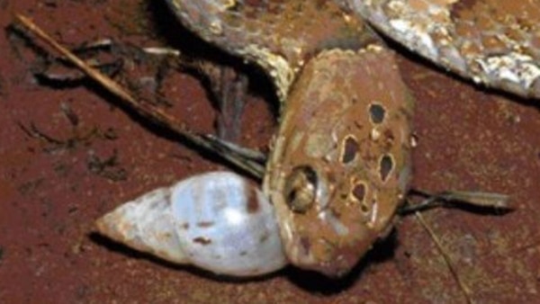 Las nuevas especies han adaptado sus mandíbulas para no destrozar el viscoso caparazón del caracol, lo que las convierte en únicas