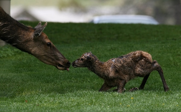 Una cría de alce en Yellowstone (Flickr)