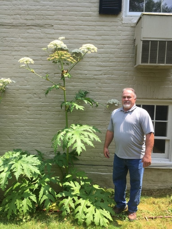 Corey Childs, de Virginia Tech, junto a una planta hogweed gigante (Virginia Tech/The Washington Post)