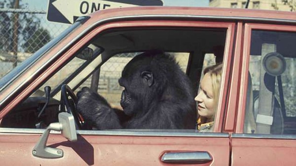 Koko y Penny, en un auto