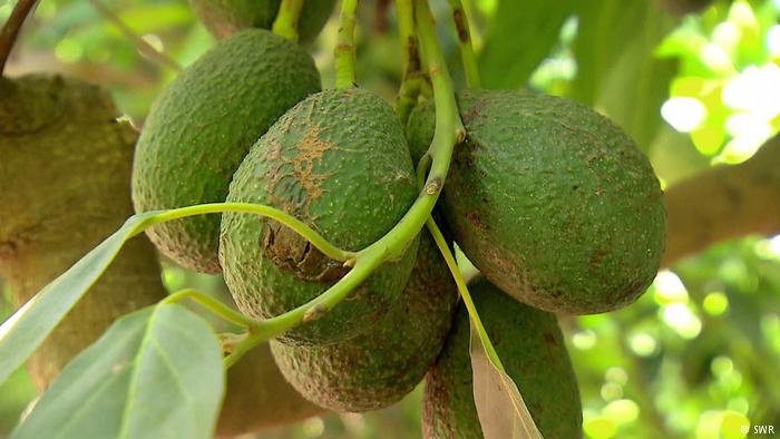 Filmstill Avocado - Superfood und Umweltkiller (SWR) Filmstill Avocado - Superfood und Umweltkiller (SWR)