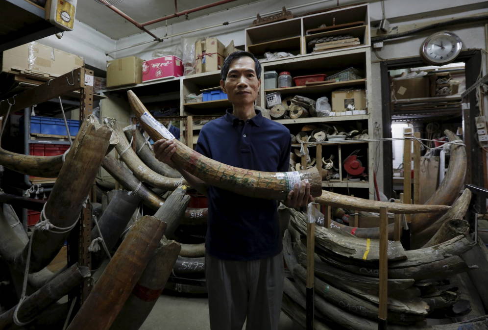Foto: Un trabajador de un establecimiento de artesanía muestra un colmillo de elefante, en Hong Kong, en octubre de 2015. (Reuters) 