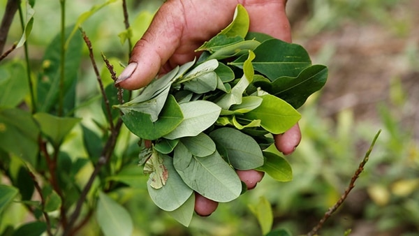 Colombia es el primer productor mundial de coca