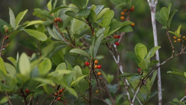 La producción de coca y opio batió nuevos récords