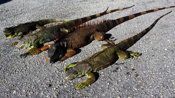 Esta especie no nativa de Florida ha encontrado en el clima subtropical del sur del estado un hábitat idóneo para su rápida proliferación