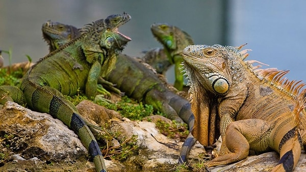 Las iguanas se han convertido en la segunda causa de pérdida de electricidad en el sur de Florida, solo por detrás de las ardillas