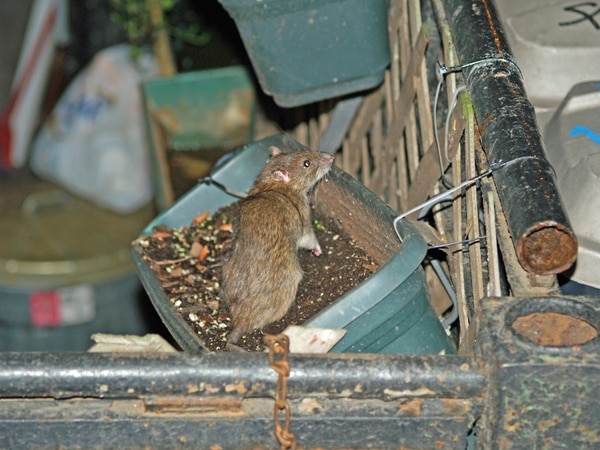 Una rata en una calle de Nueva York (Wikimedia)